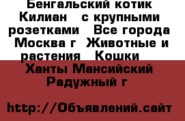 Бенгальский котик Килиан , с крупными розетками - Все города, Москва г. Животные и растения » Кошки   . Ханты-Мансийский,Радужный г.